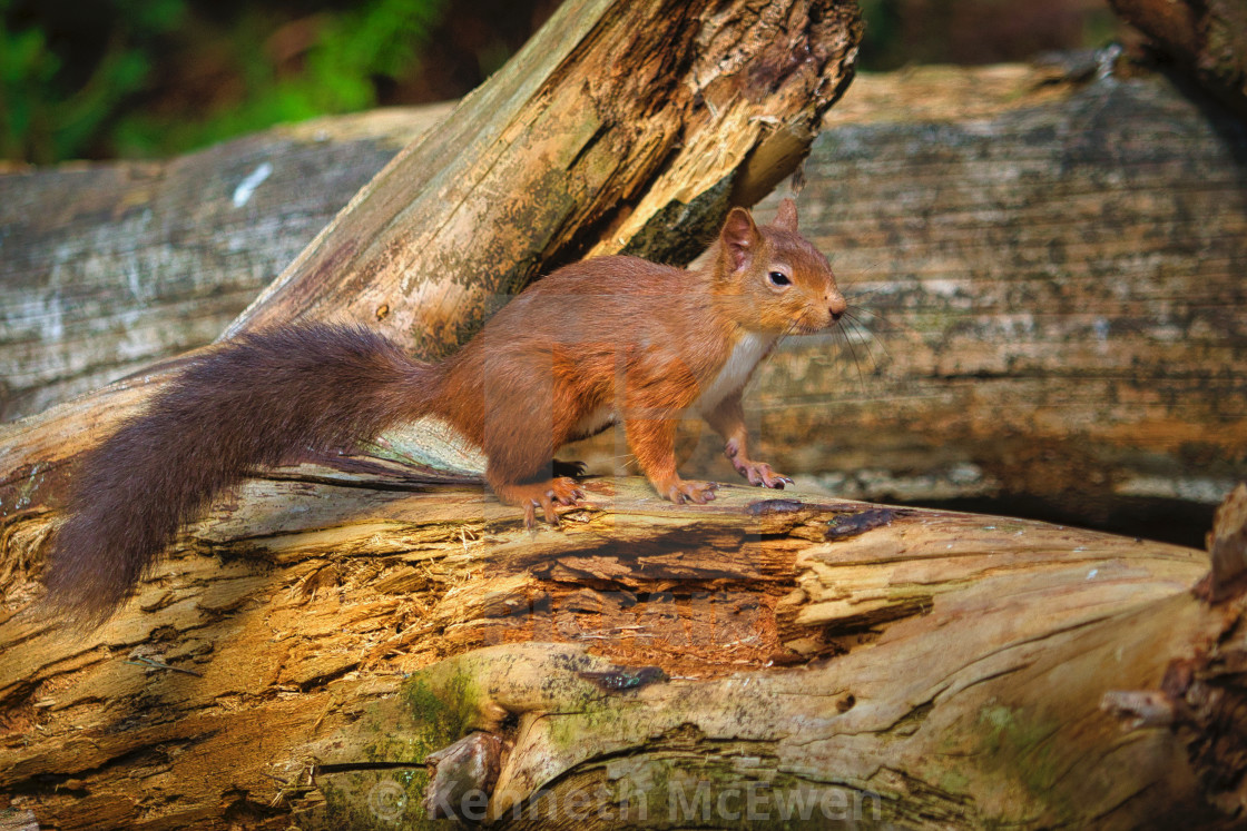 "Red squirrel in the wood" by Kenneth McEwen - £17.36 "Red squirrel in the wood" stock image