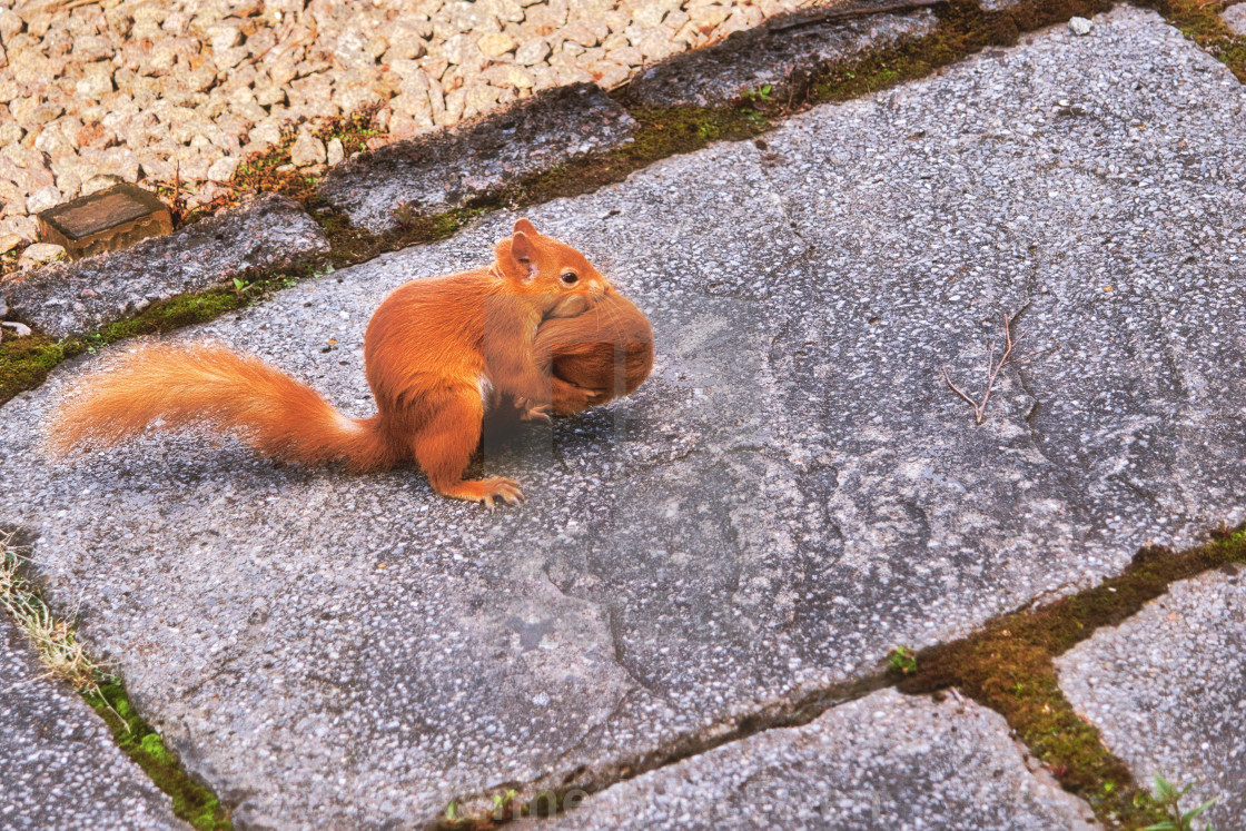 "Moving home is hard work even for a squirrel" by Kenneth McEwen - £18.60 "Moving home is hard work even for a squirrel" stock image