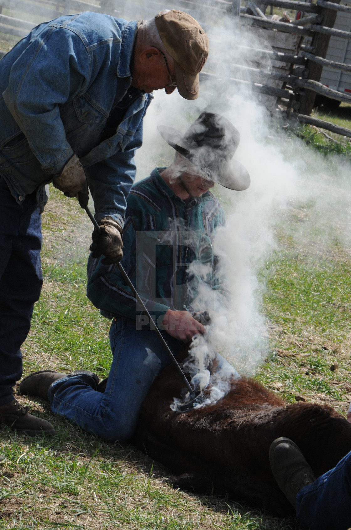 "Traditional Cattle Branding" stock image