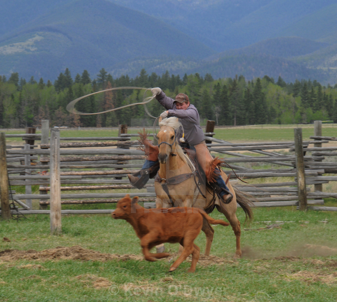 "Montana cowboy" stock image