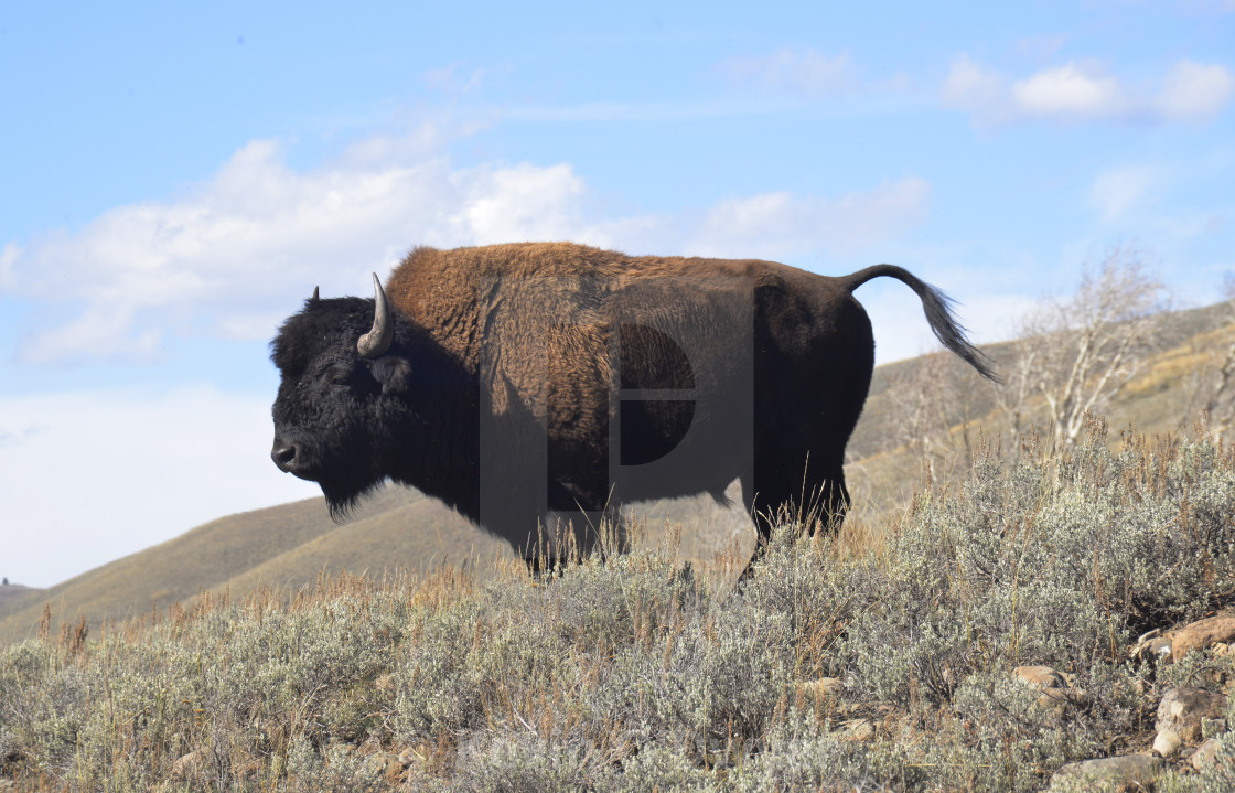 "Bison, Yellowstone National Park" stock image