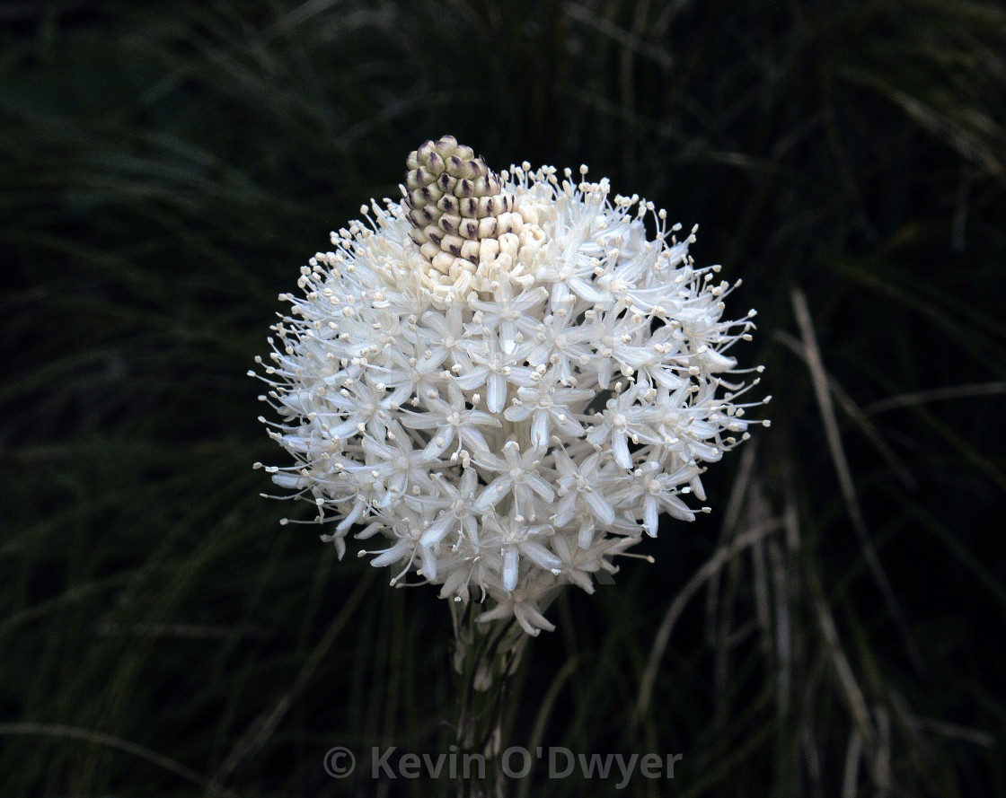 "Bear Grass," stock image