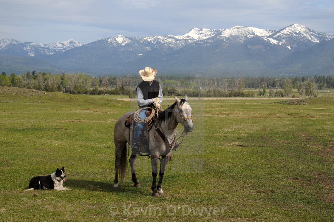 "Cowboy and cattle dog" stock image