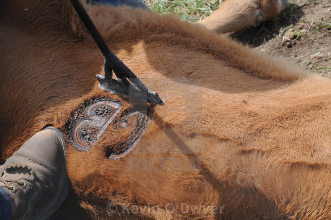 "Cattle Branding" stock image