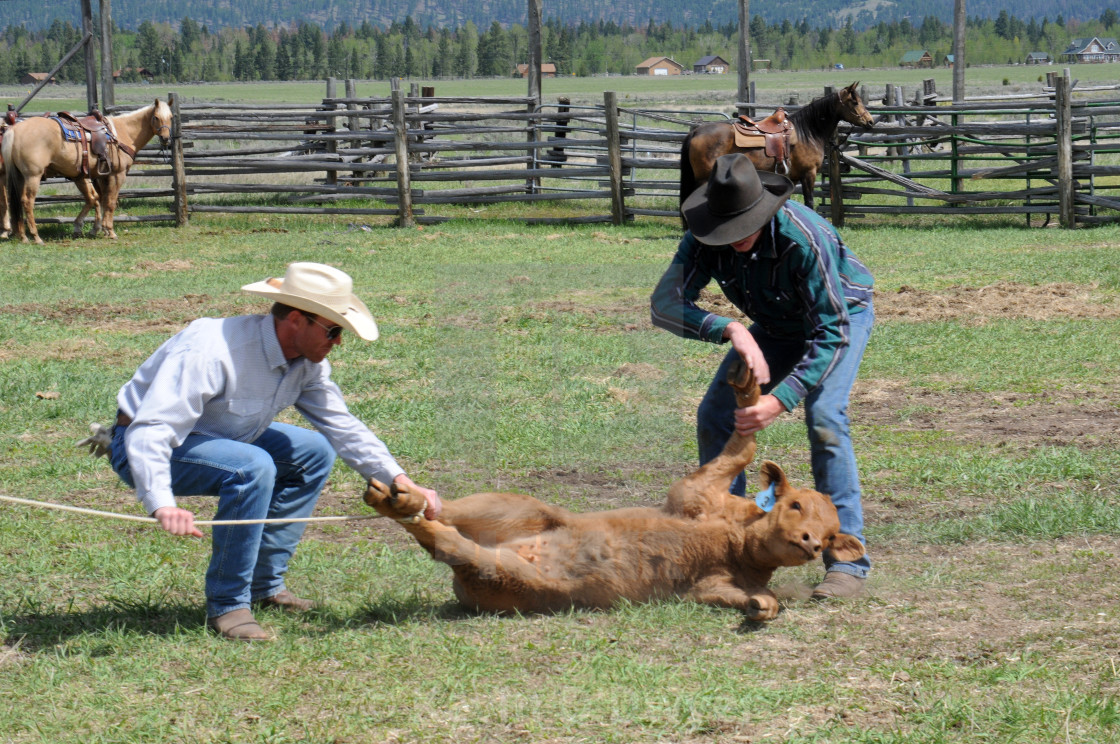 "Cattle branding season" stock image