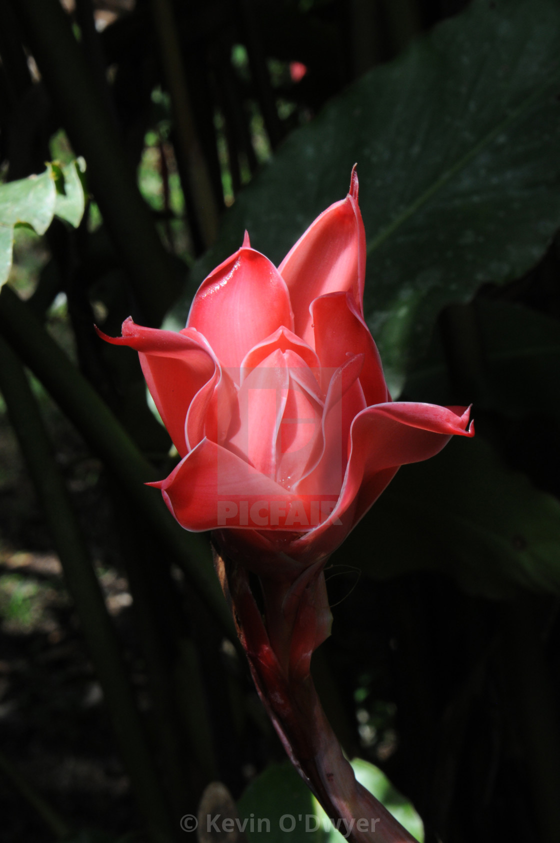 "Plant life in Amazon Basin" stock image