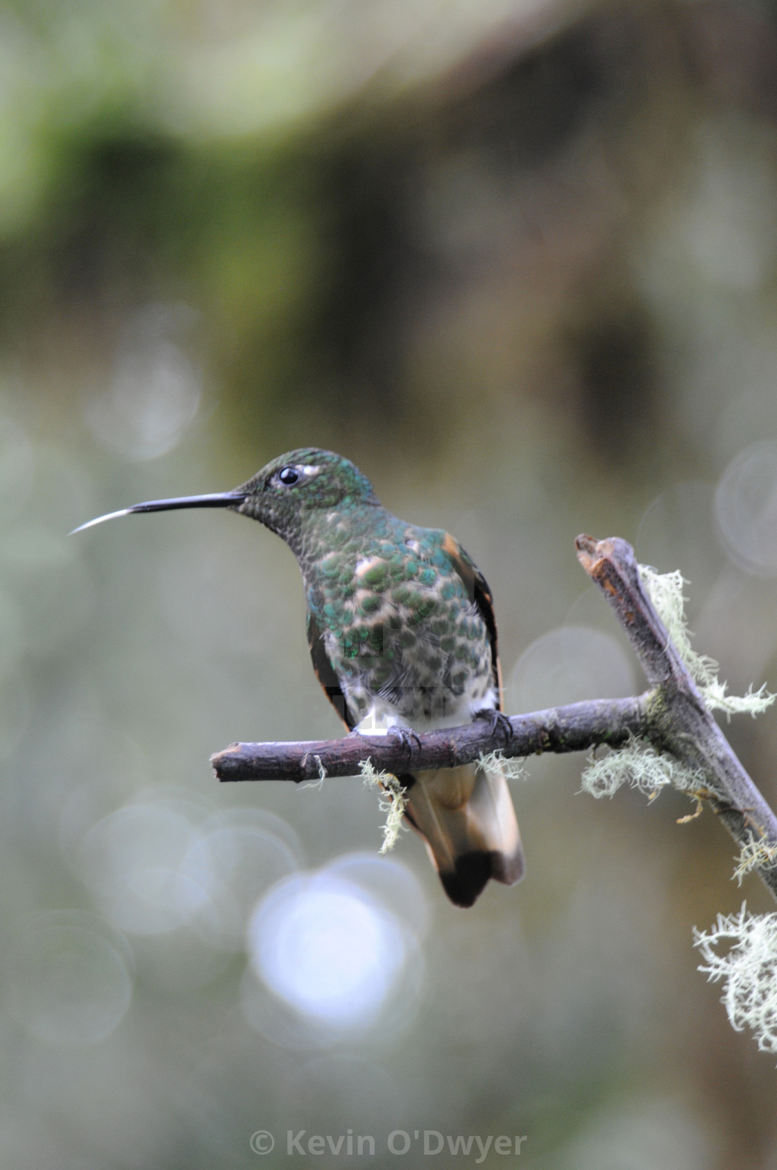 "Hummingbird in Ecuadoran Cloud Forest" by Kevin O'Dwyer - $94.73 "Hummingbird in Ecuadoran Cloud Forest" stock image