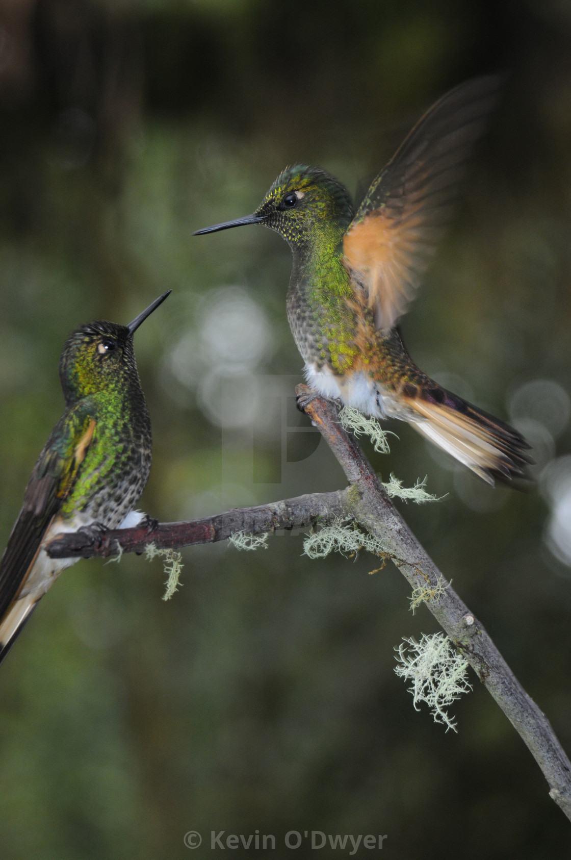 "Hummingbirds in Ecuadoran Cloud Forest" by Kevin O'Dwyer - $94.73 "Hummingbirds in Ecuadoran Cloud Forest" stock image