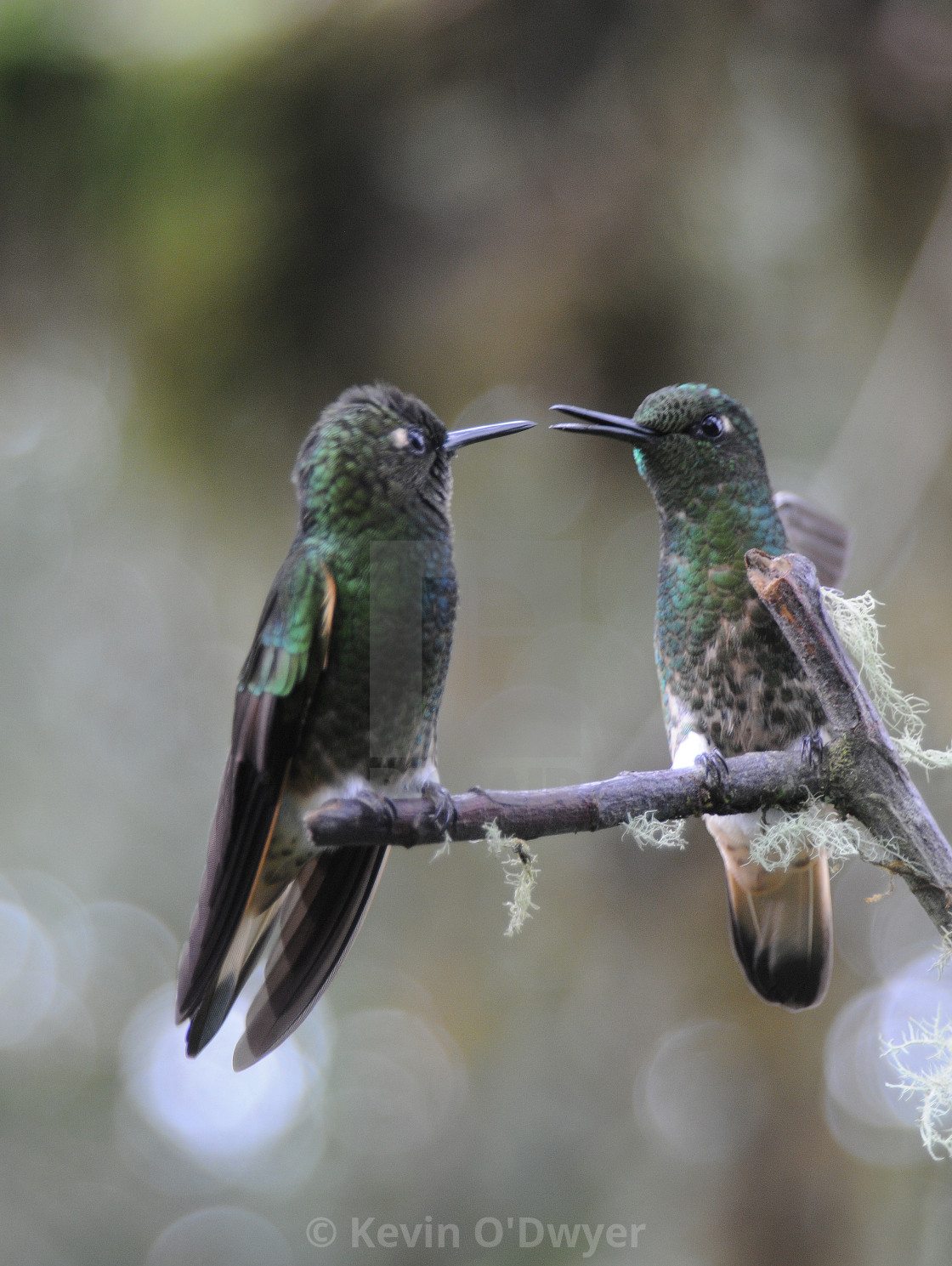 "Hummingbirds in Ecuadoran Cloud Forest" stock image