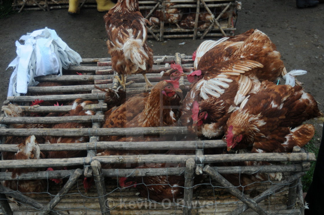 "Animal Market, Otavalo, Ecuador" stock image