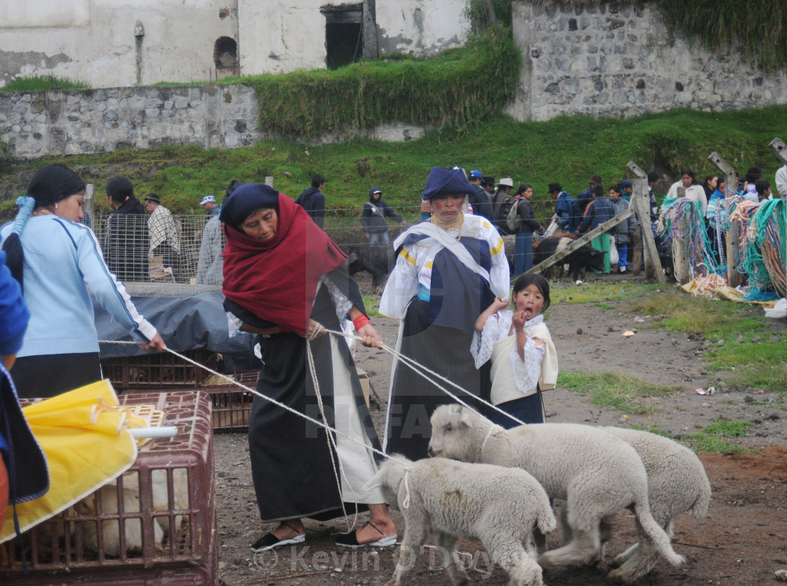 "Animal Market, Otavalo, Ecuador" stock image