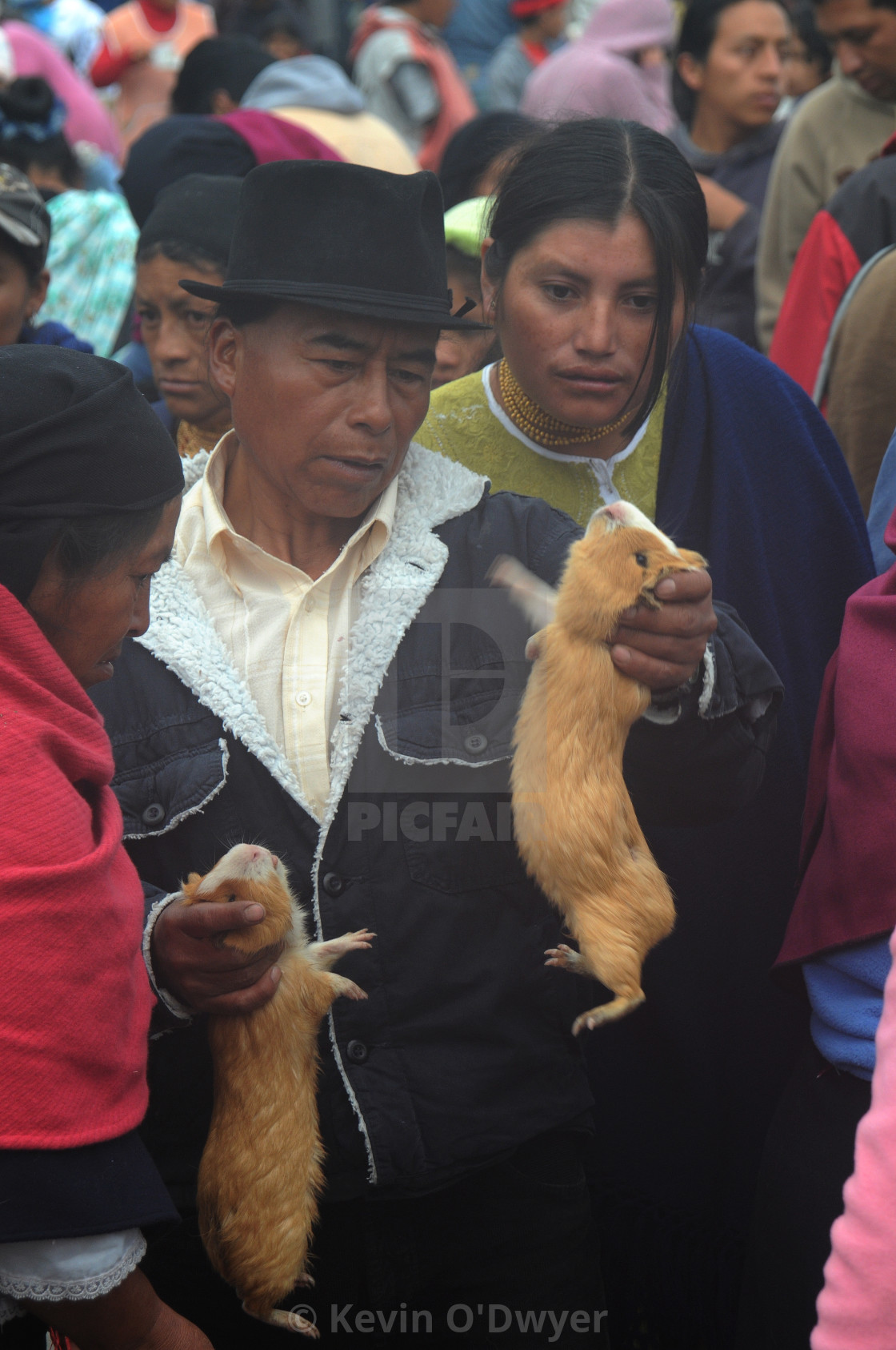 "Animal Market, Otavalo, Ecuador" stock image