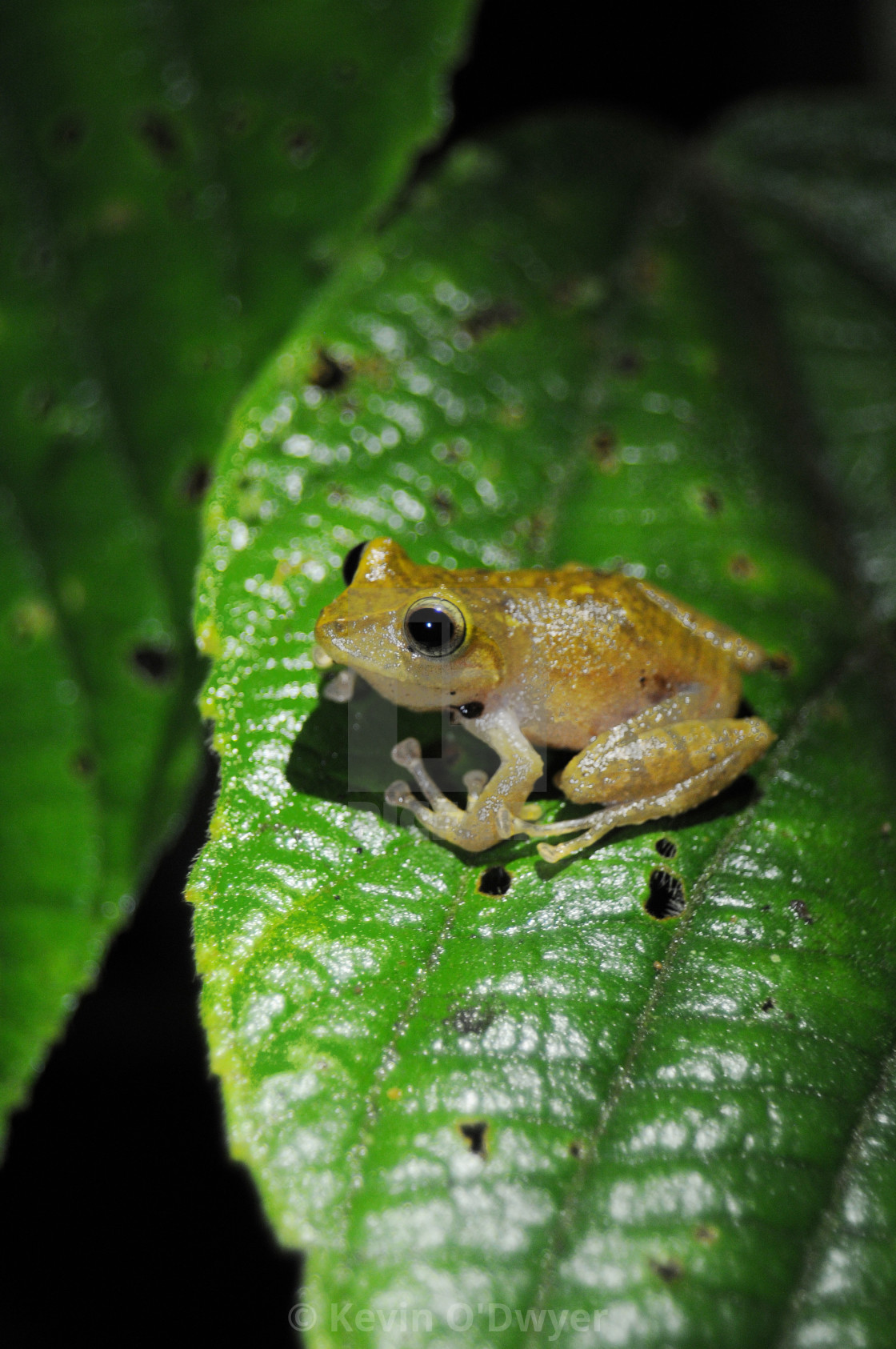 "Tree Frog, Amazon Basin" stock image