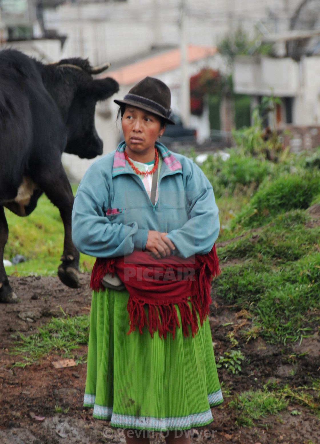 "Otavalo Animal Market, Ecuador" stock image