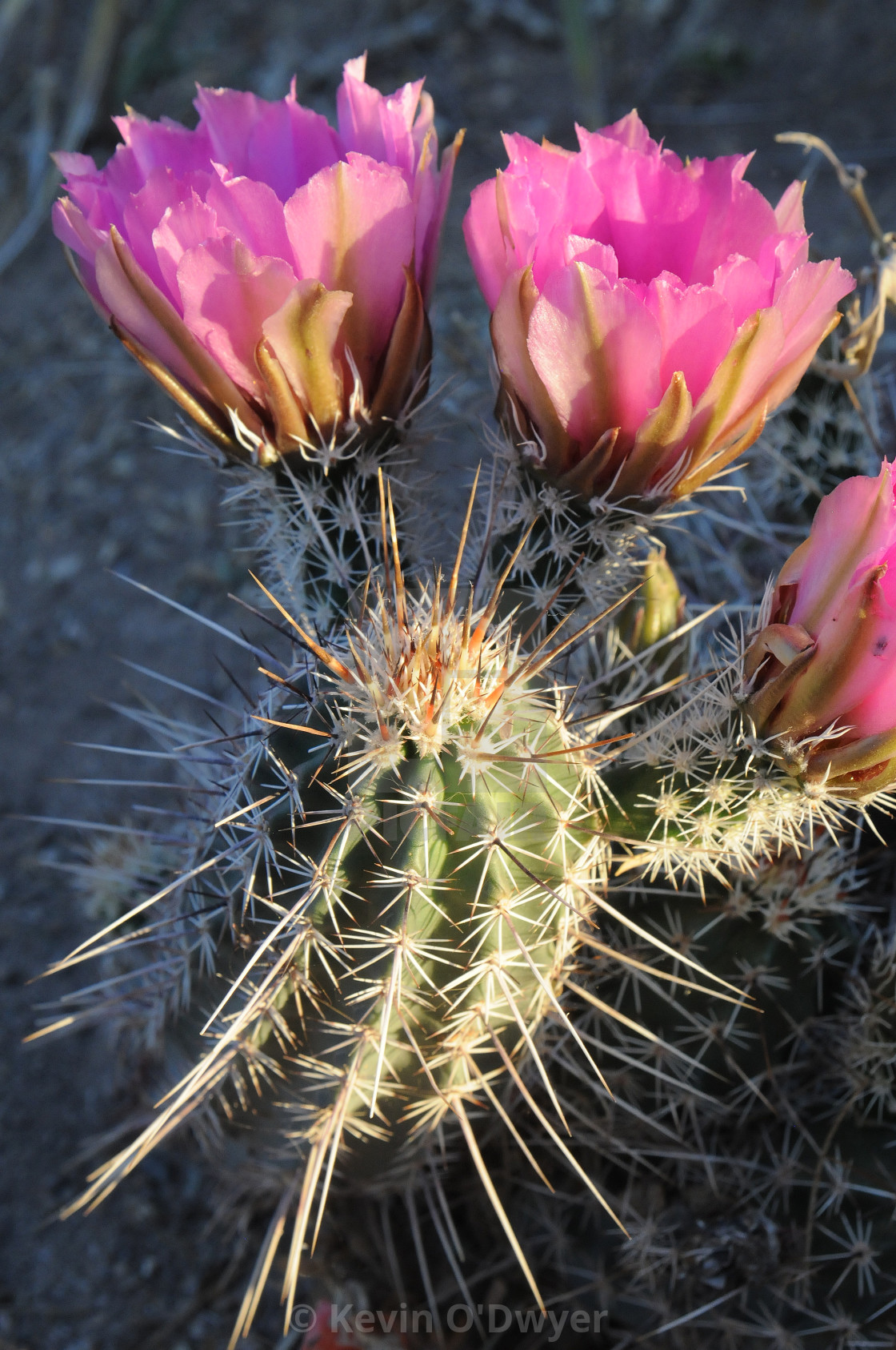 "Flowering Cactus detail" stock image