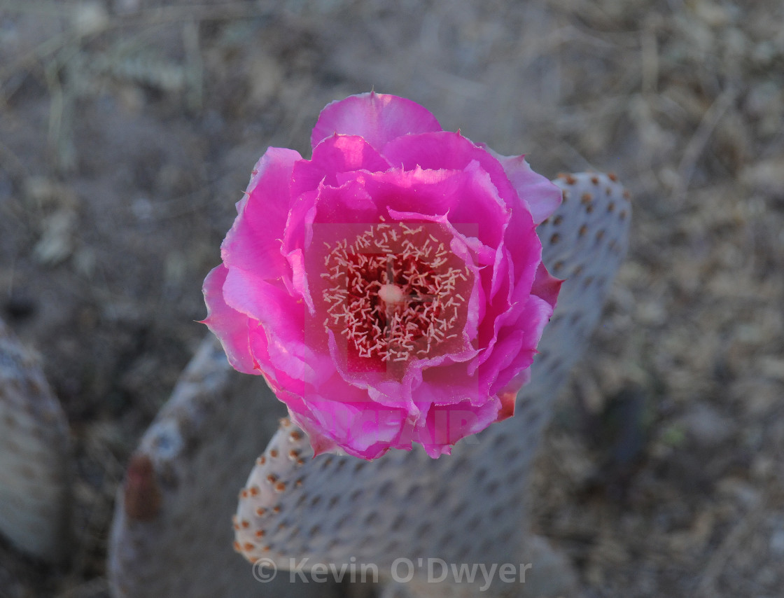 "Flowering Cactus detail" stock image