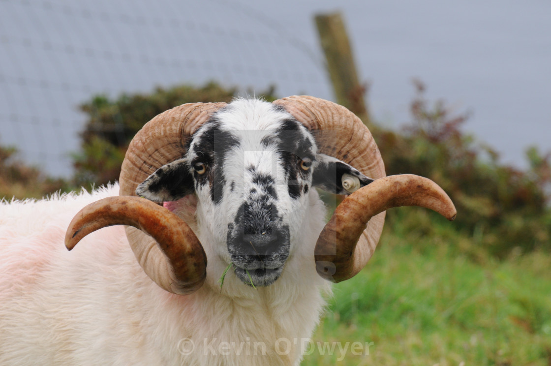 "Kerry Mountain sheep" stock image