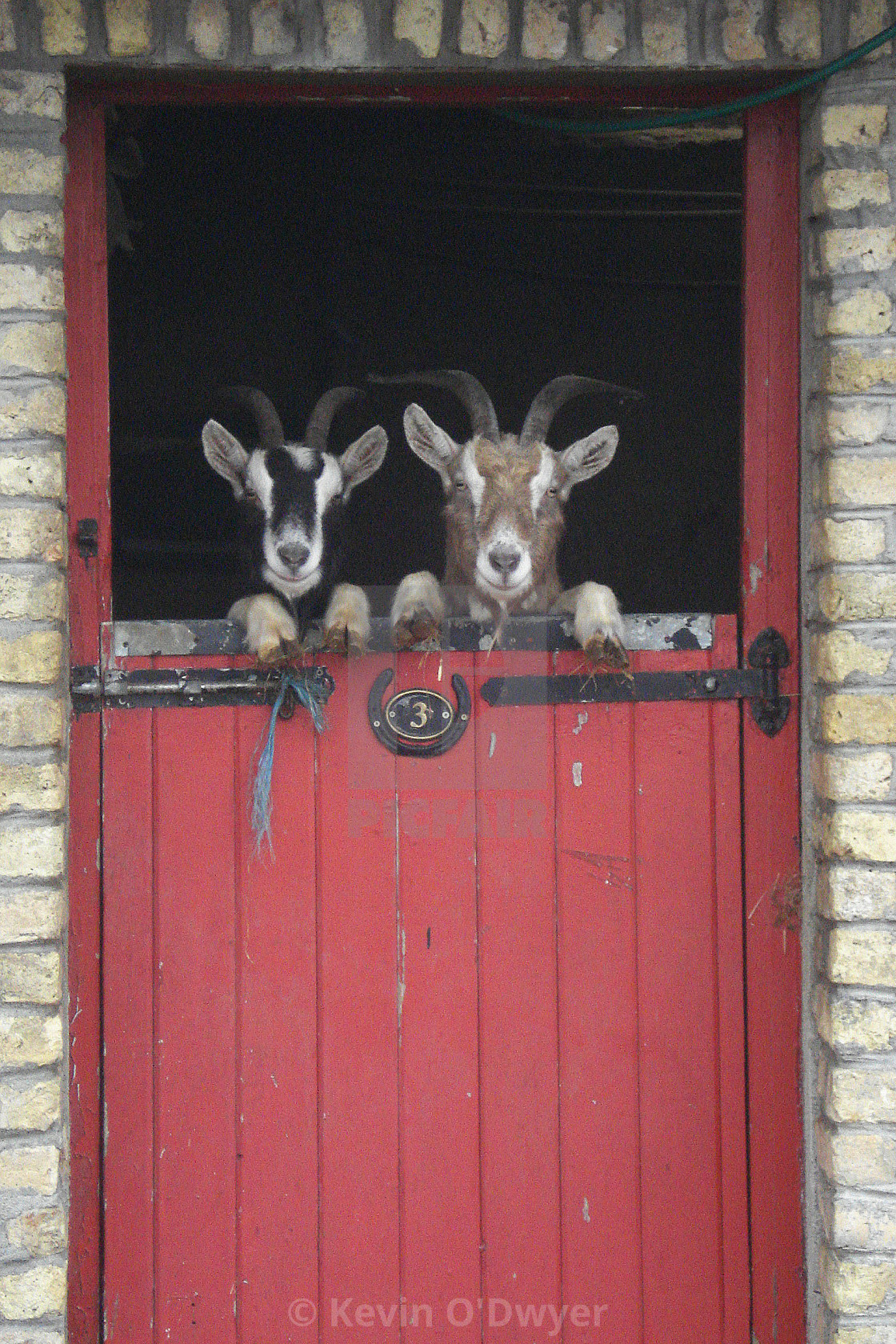 "Goats, County Offaly" stock image