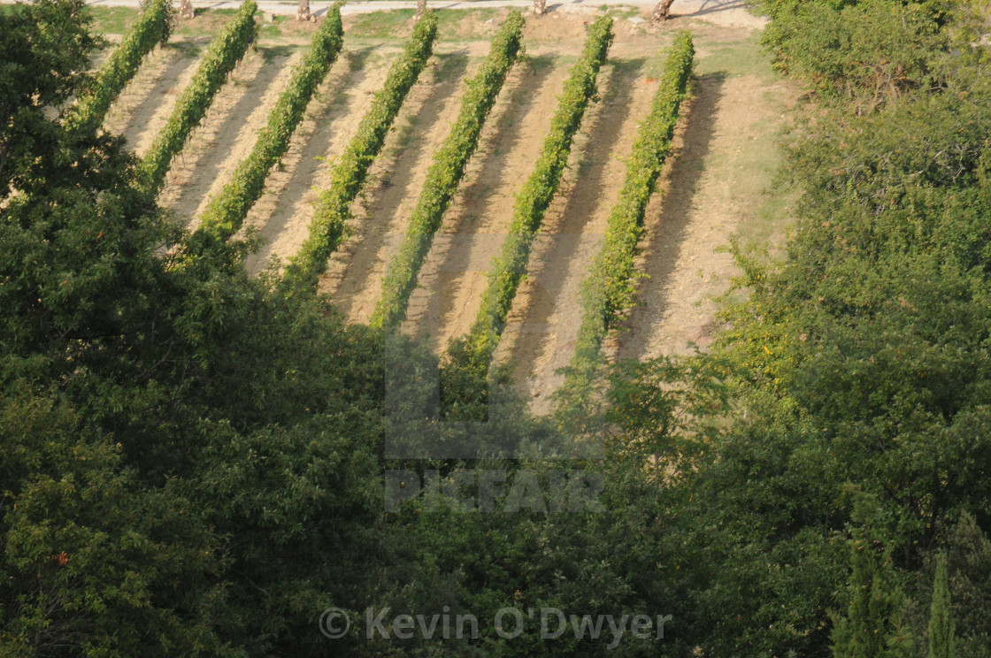 "Grape Harvesting" stock image