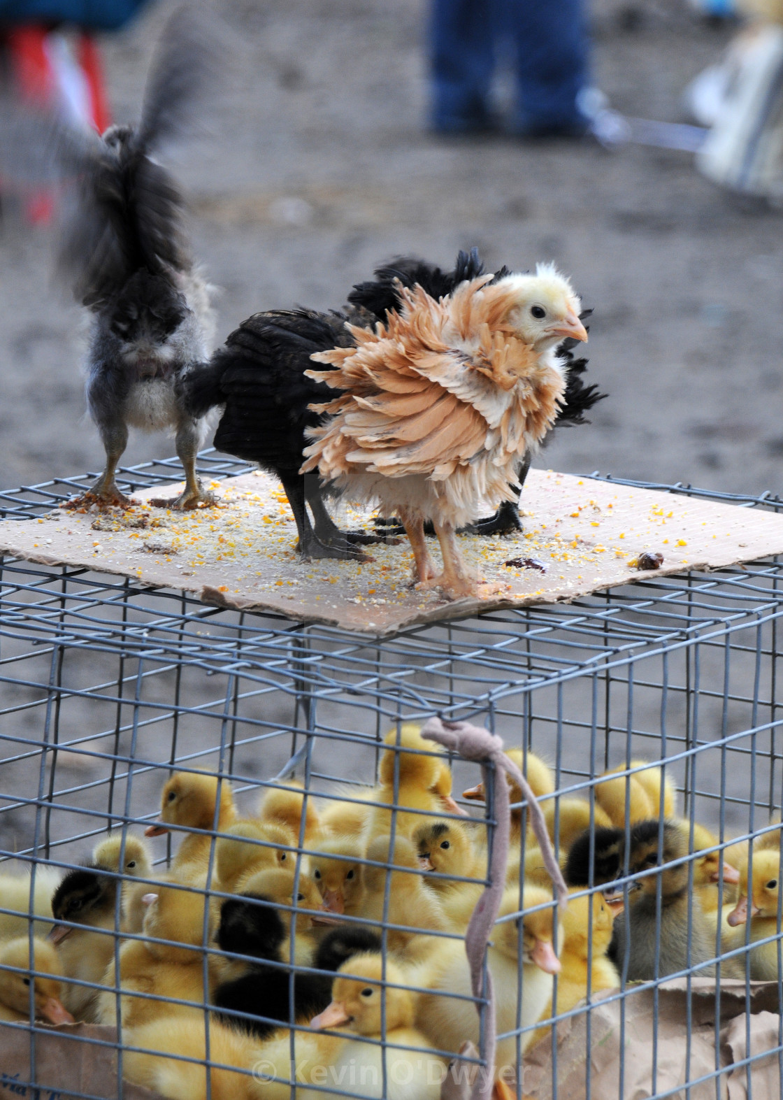 "Animal Market, Otavalo" stock image