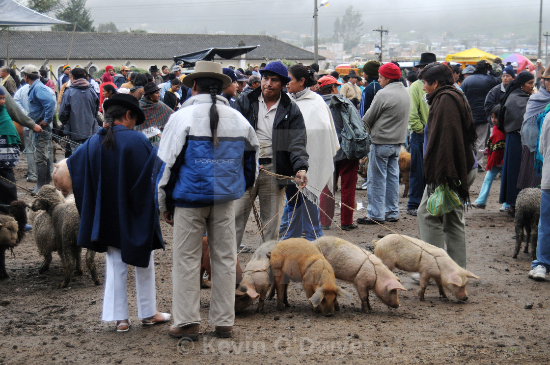 "Animal Market, Otavalo" stock image