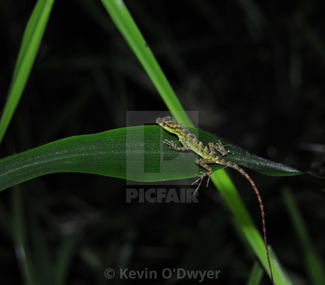 "Lizard, Cloud Forest" stock image