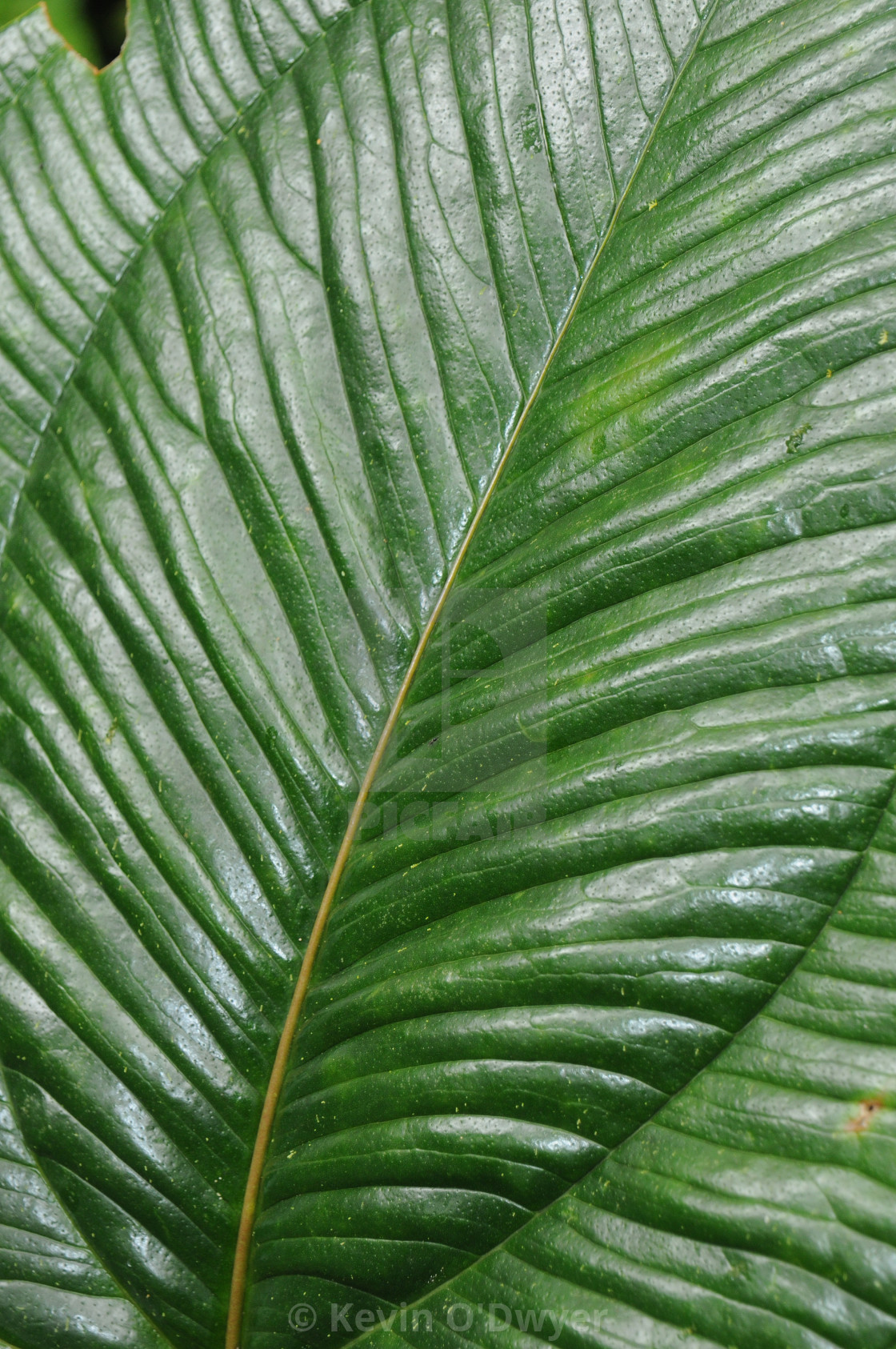 "Leaf detail, Cloud forest" stock image