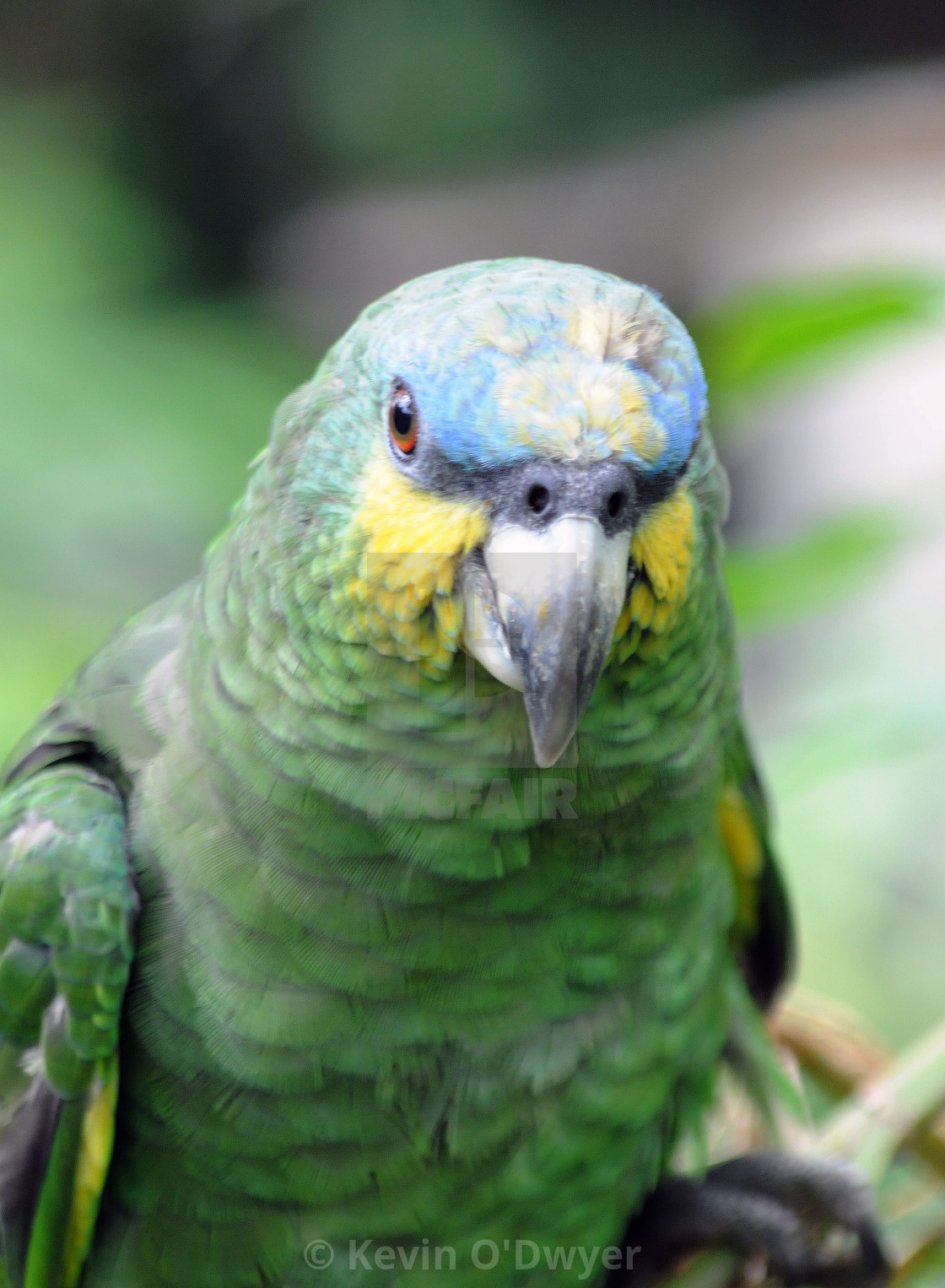 "Parrot, Amazon basin, Ecuador" stock image