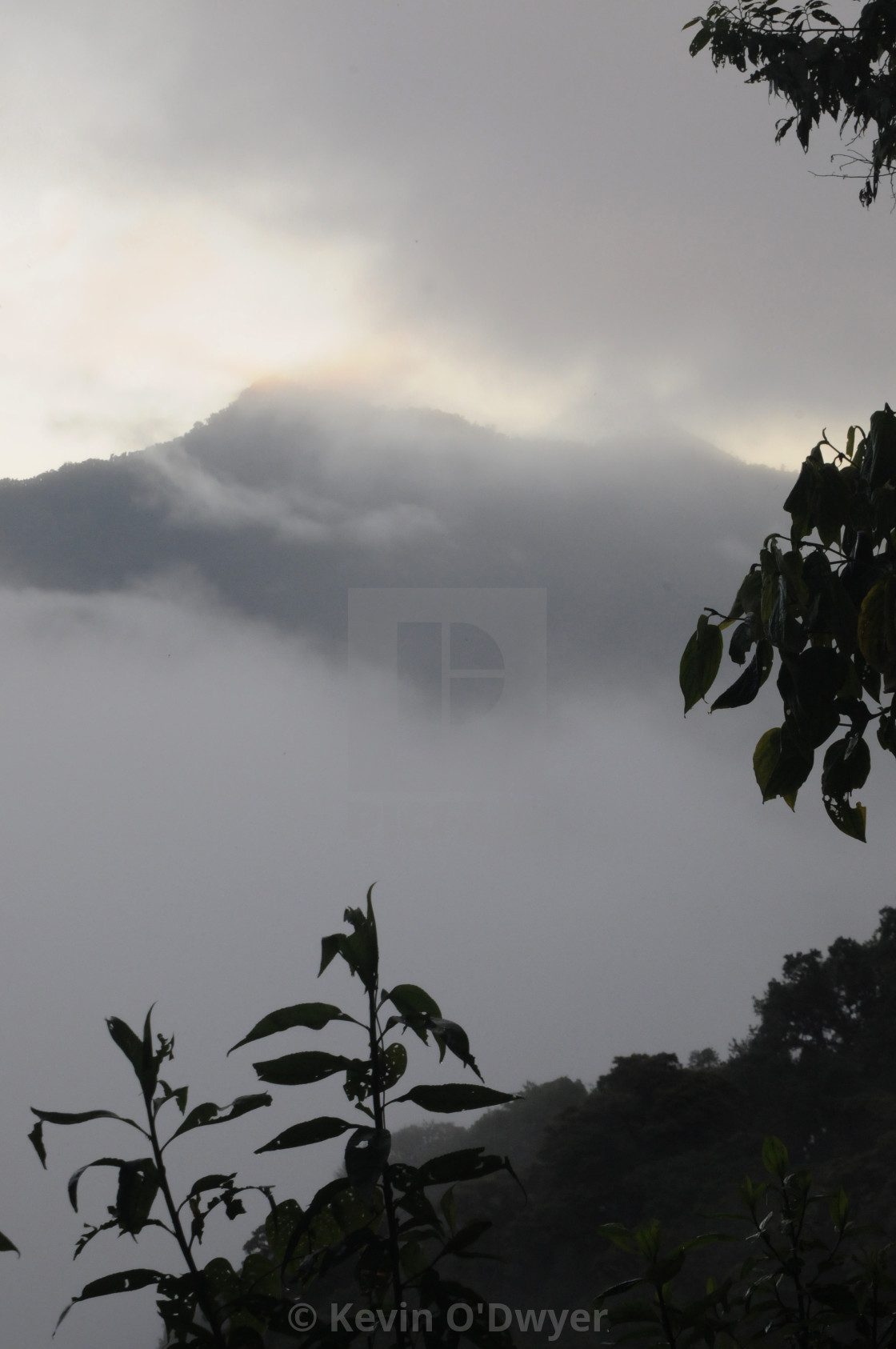 "Cloud Forest, Bellavista, Ecuador" stock image