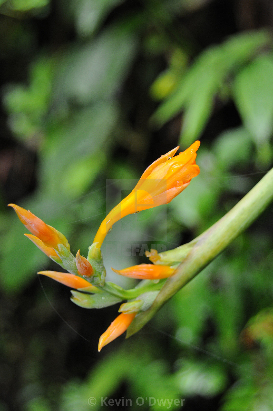 "Plant life in the Cloud Forest" stock image