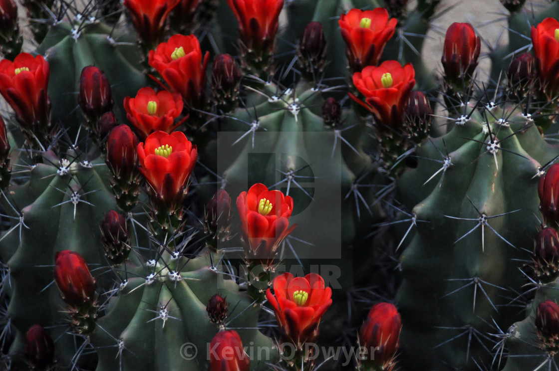 "Cactus detail" stock image