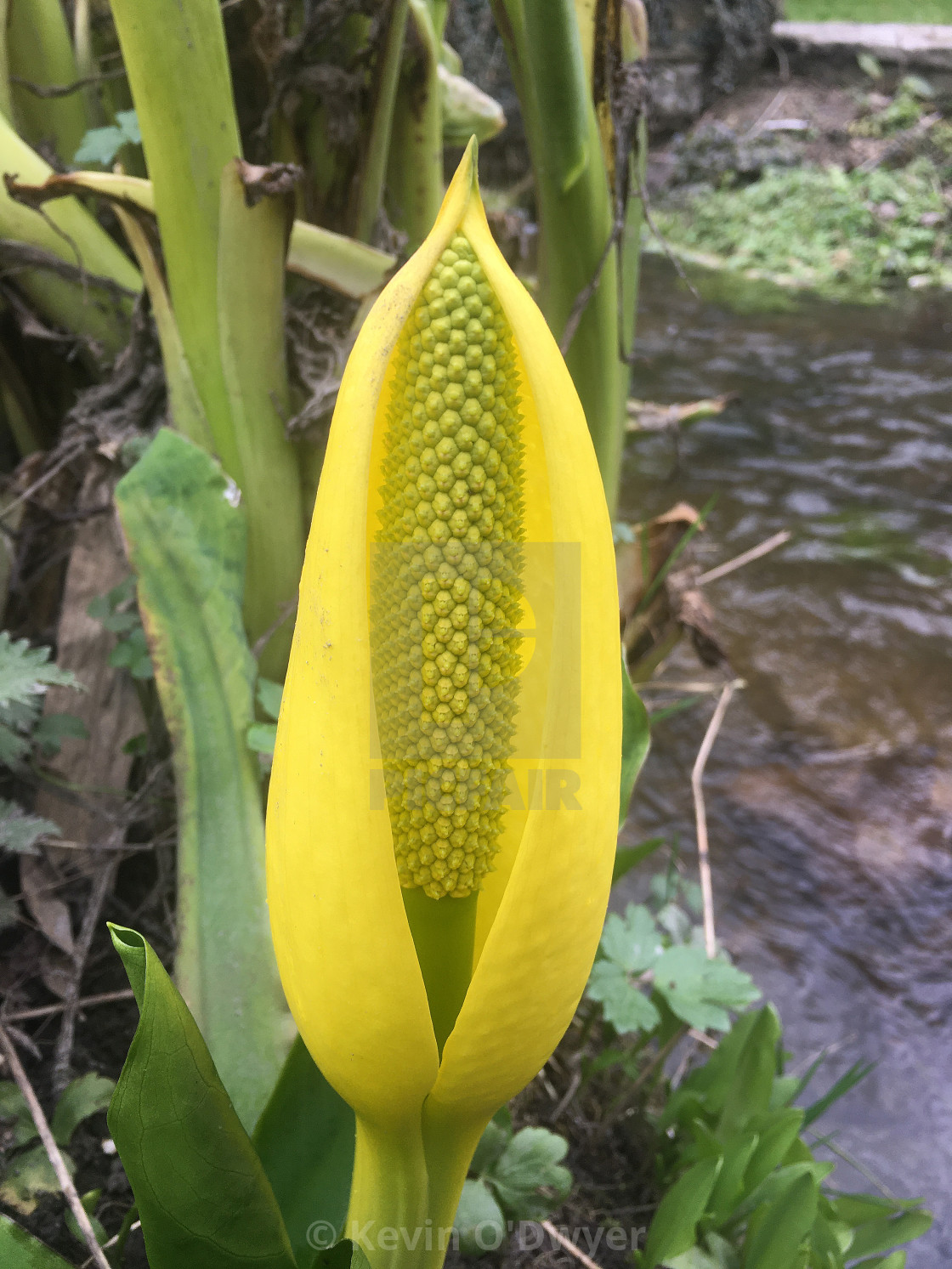 "Lysichiton americanus, Western Skunk Cabbage" stock image