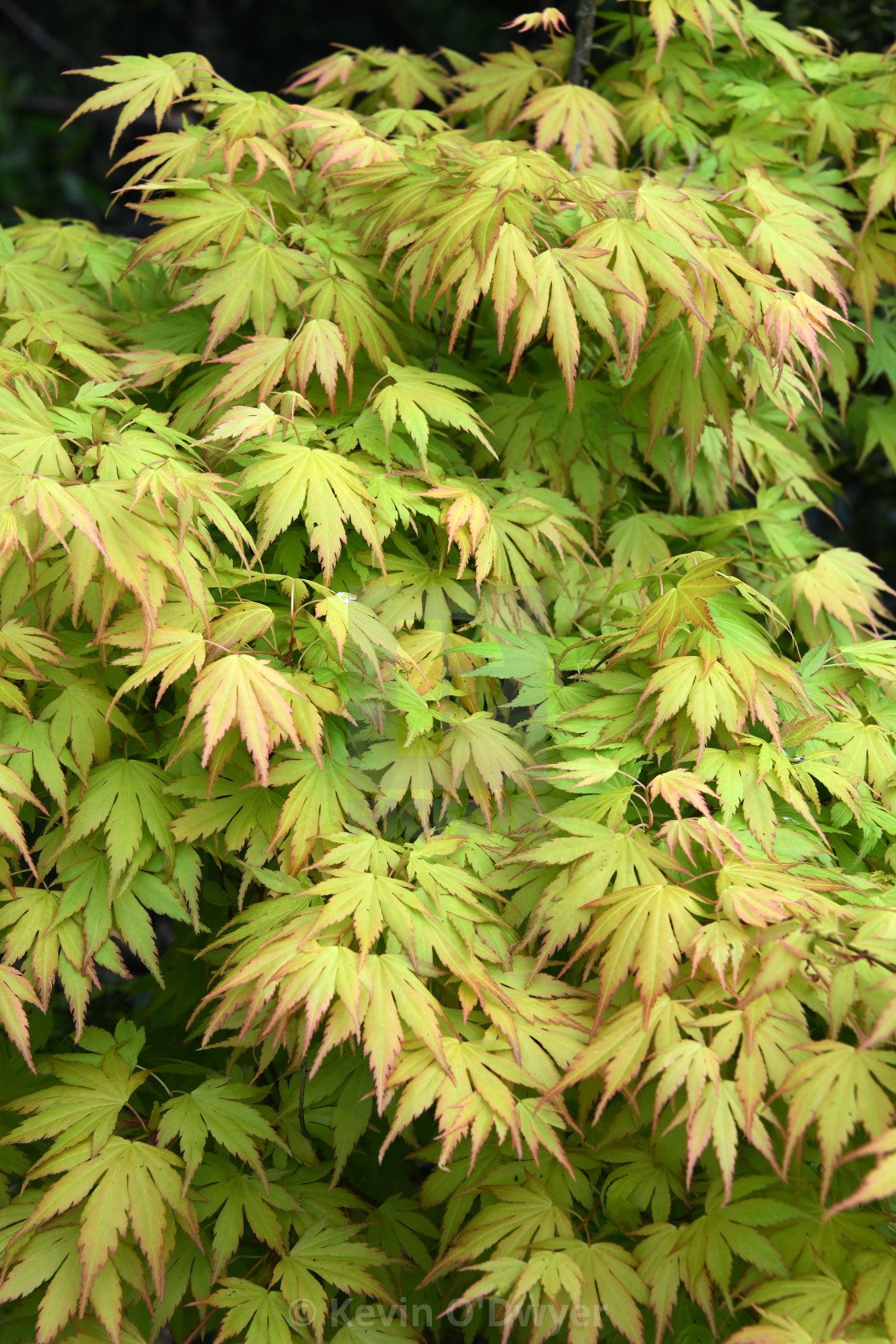 "Japanese Maple. Close-up" stock image