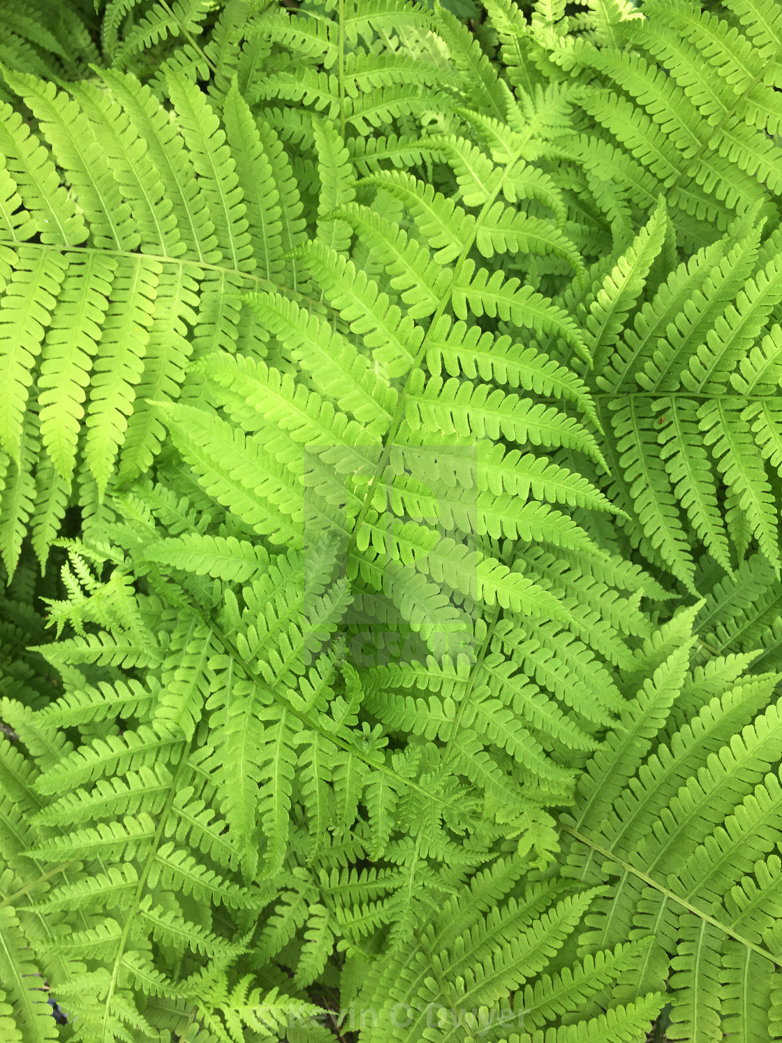 "Fern close-up" stock image