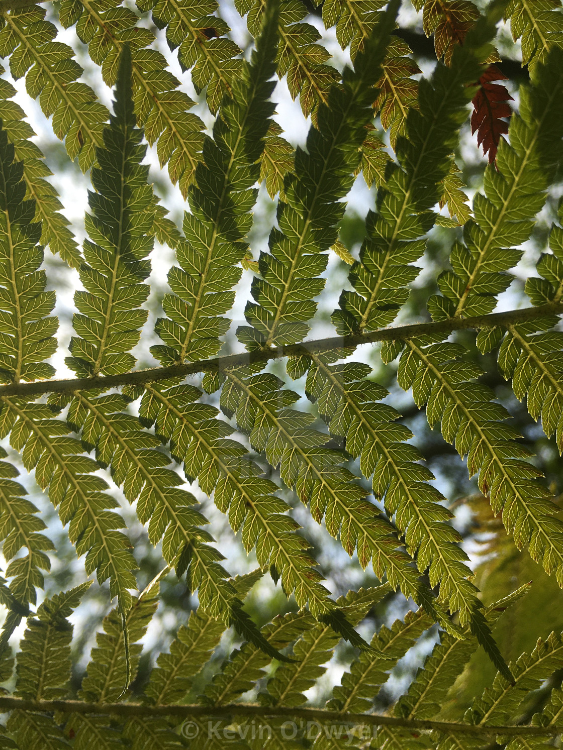 "Fern close-up" stock image