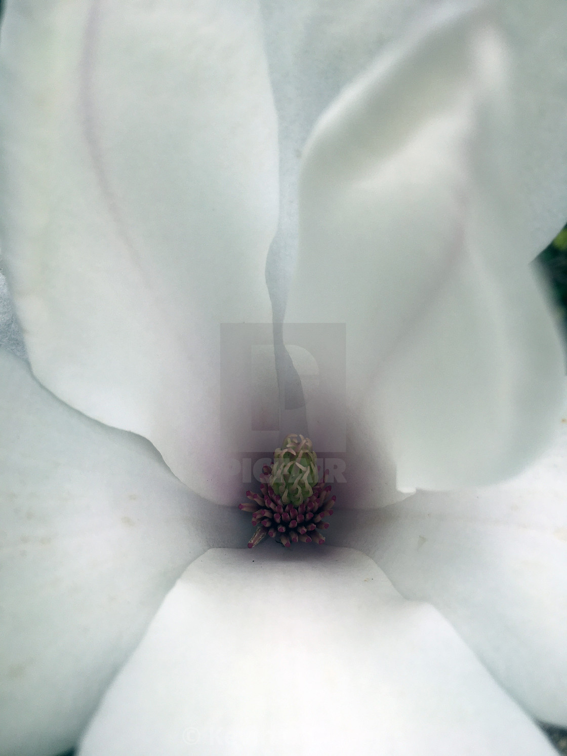 "Magnolia flower close-up" stock image