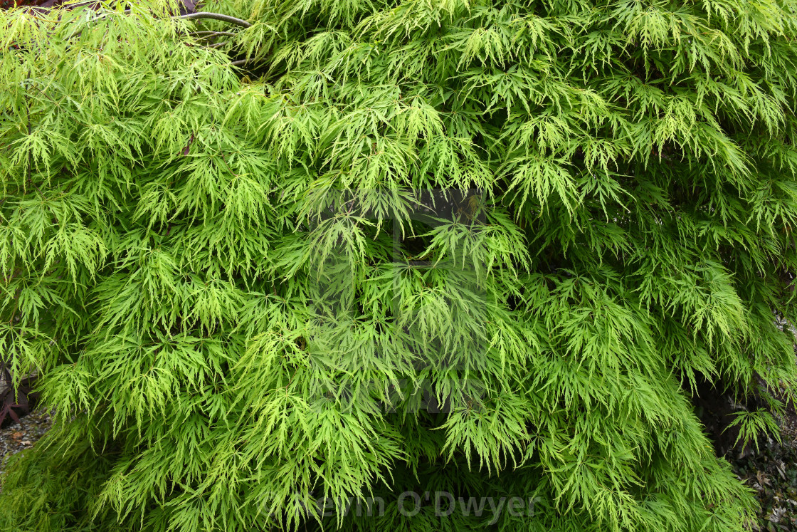 "Japanese Maple. Close-up" stock image