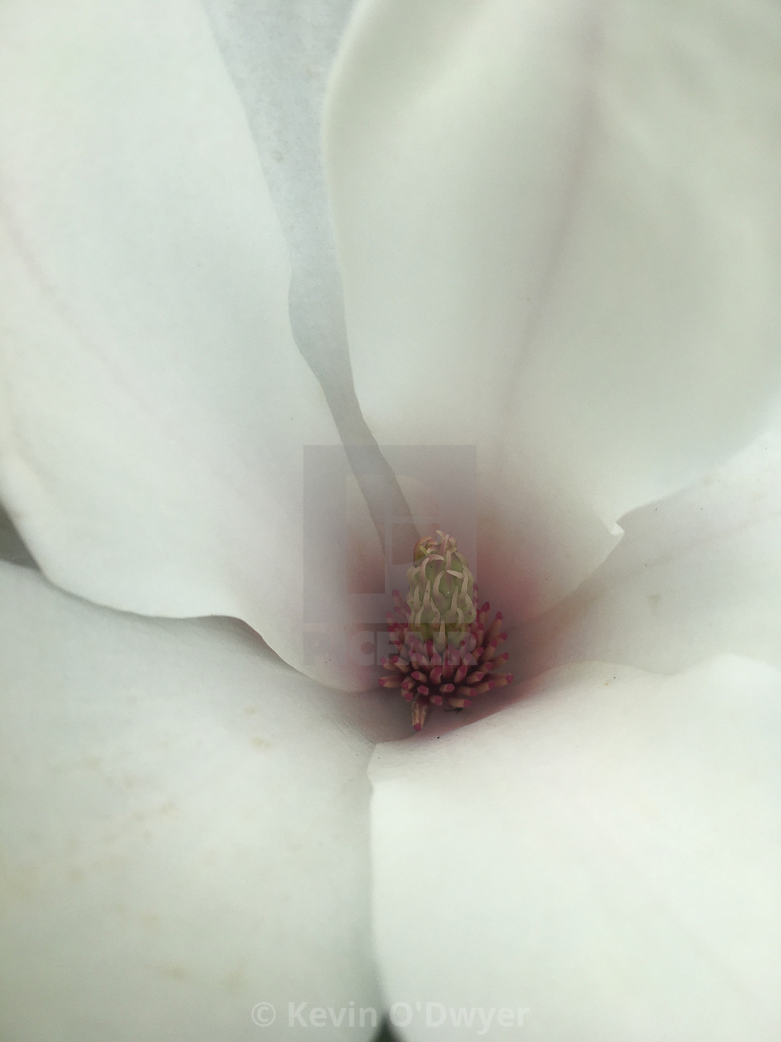 "Magnolia flower close-up" stock image