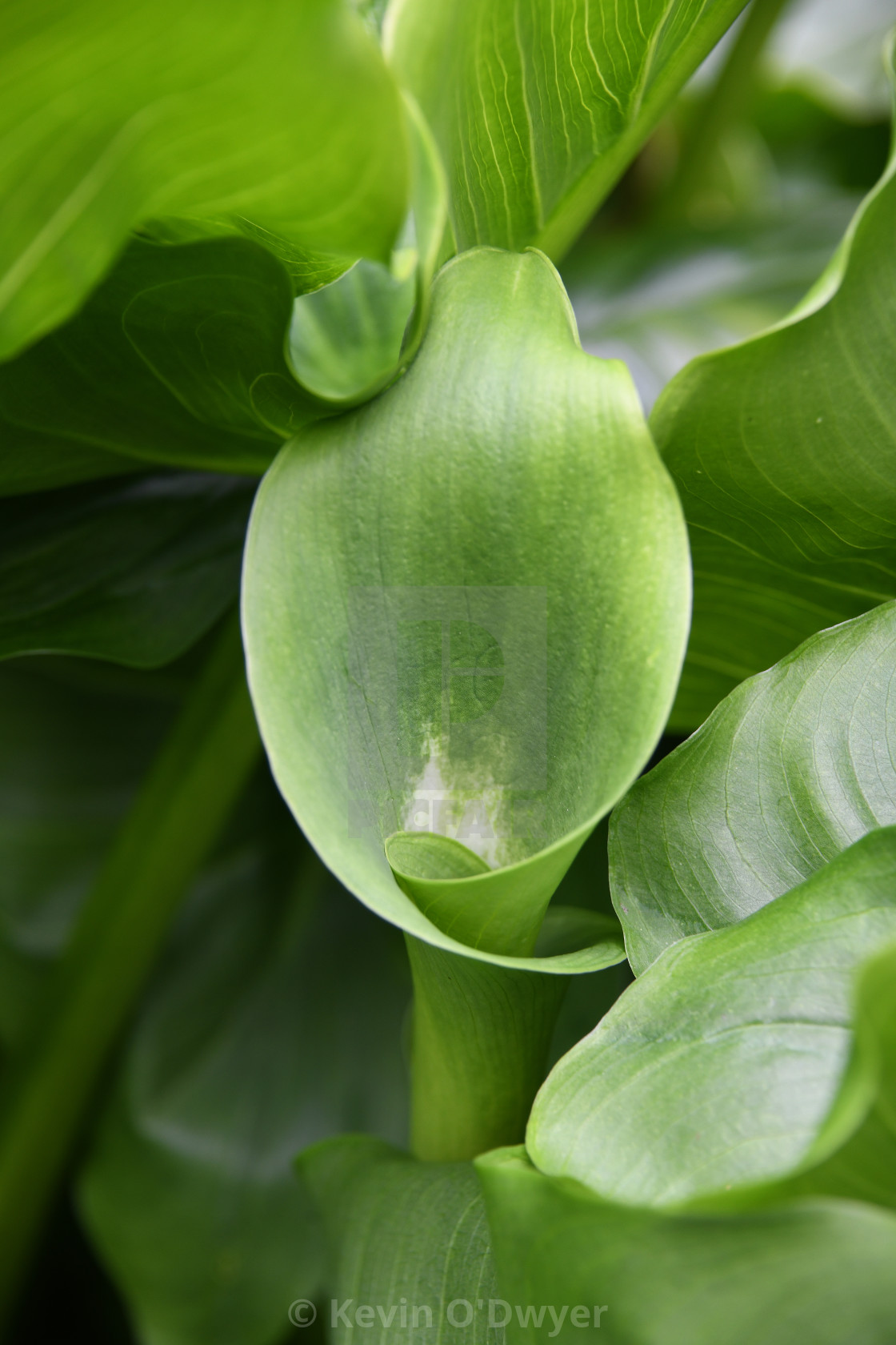 "Zantedeschia 'Green Goddess'" stock image