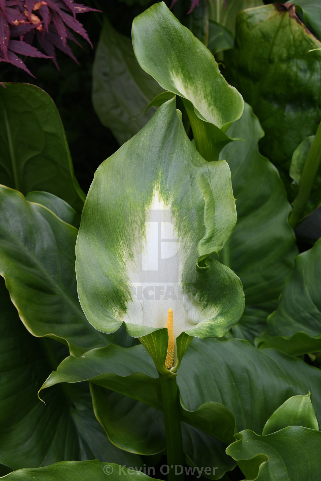 "Zantedeschia 'Green Goddess'" stock image