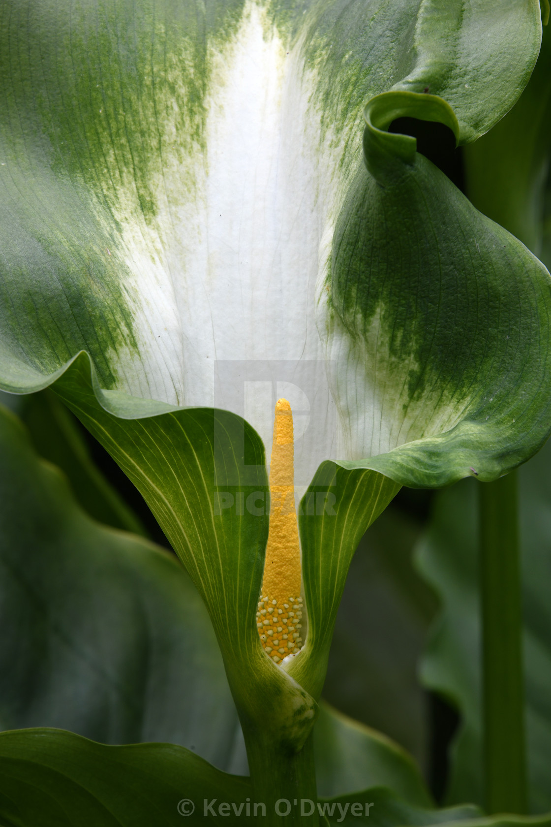 "Zantedeschia 'Green Goddess'" stock image