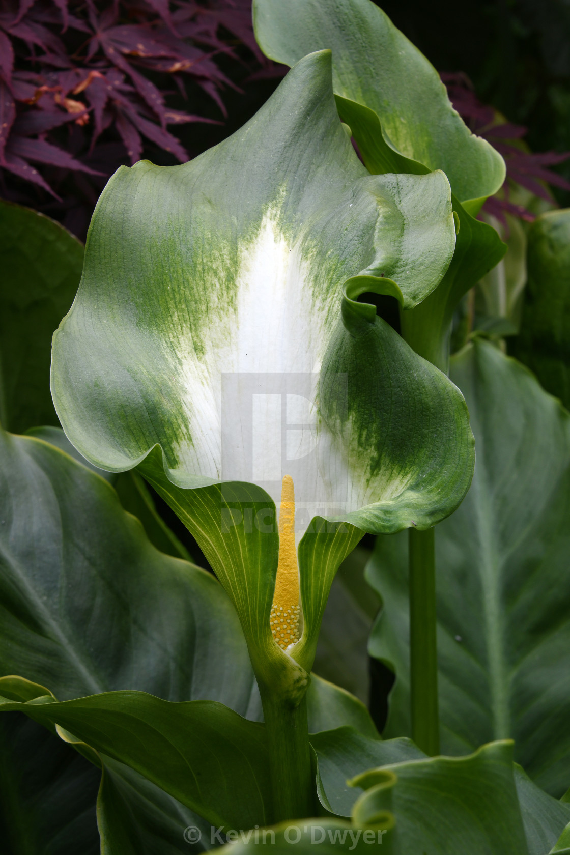 "Zantedeschia 'Green Goddess'" stock image