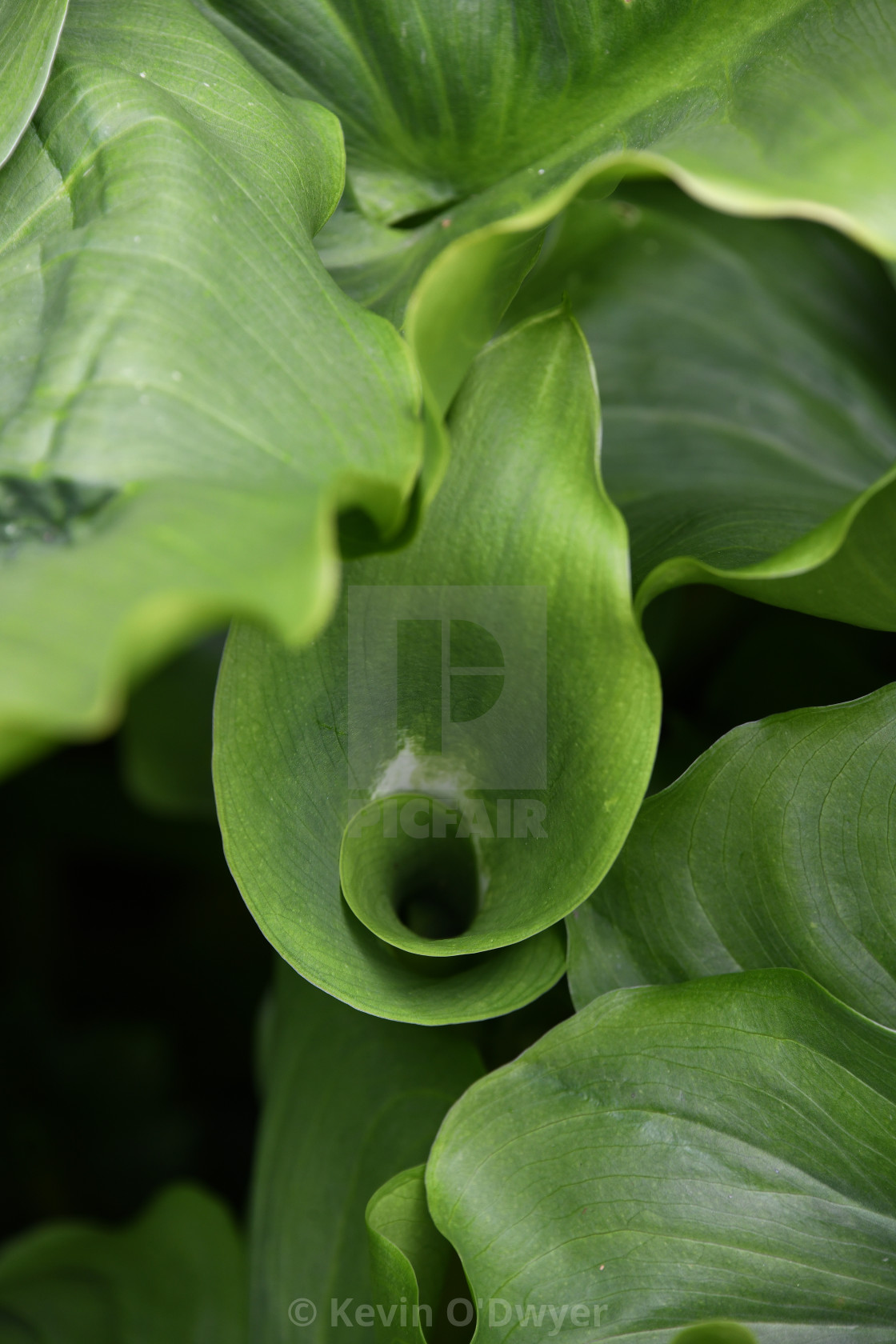 "Zantedeschia 'Green Goddess'" stock image