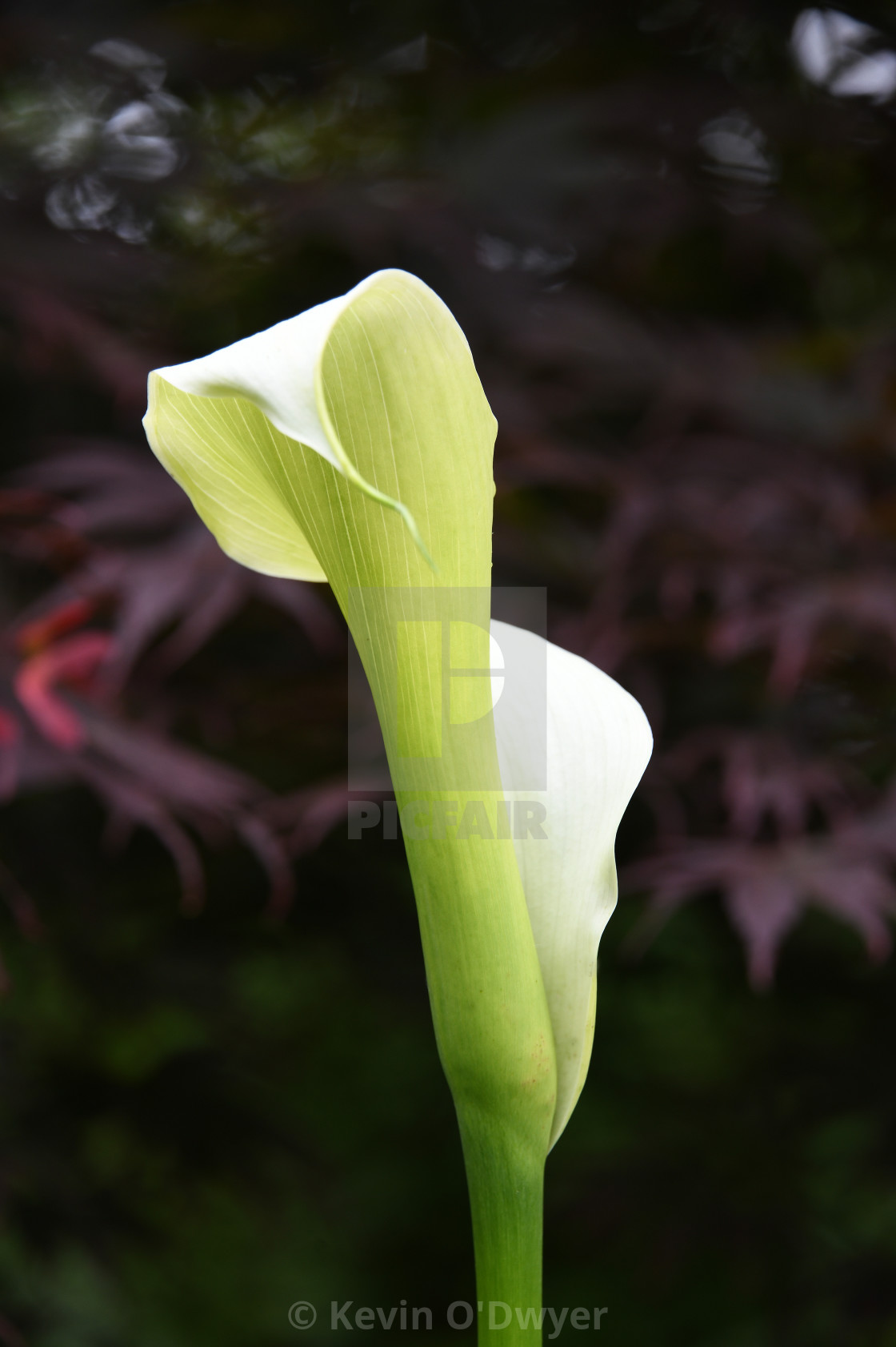 "Arum Lily" stock image