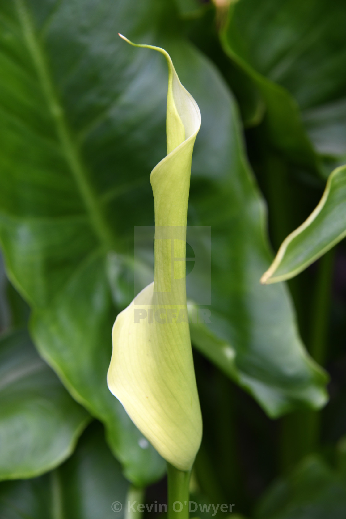 "Arum Lily" stock image