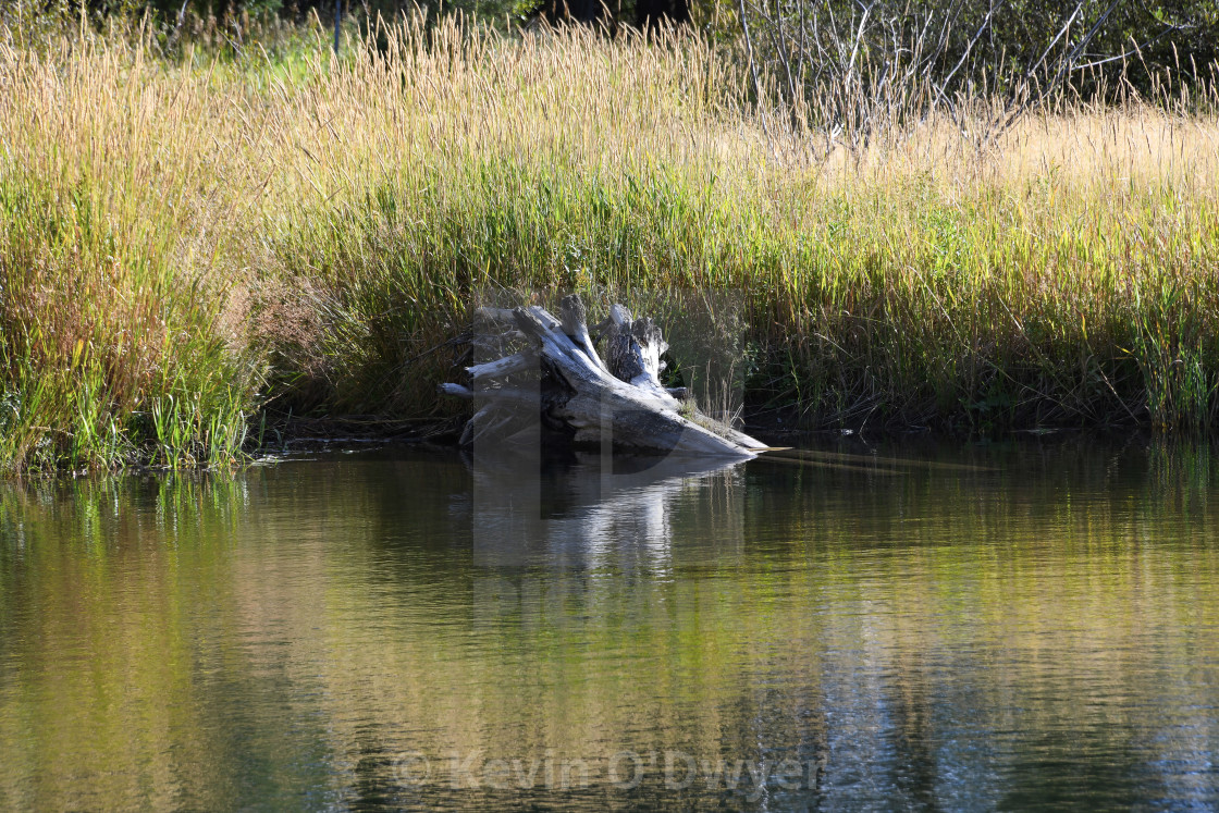 "Lake still life, Upper Blackfoot Valley" stock image