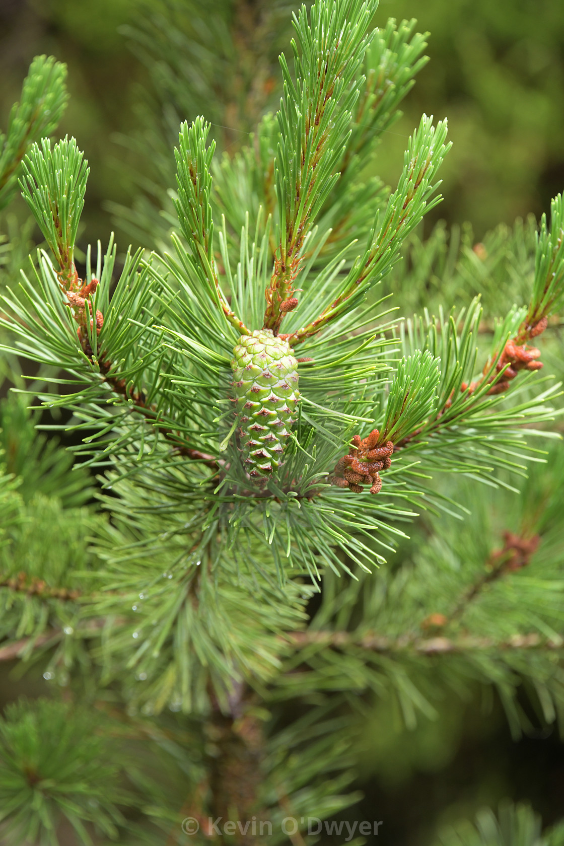 "Pine cone close-up" stock image