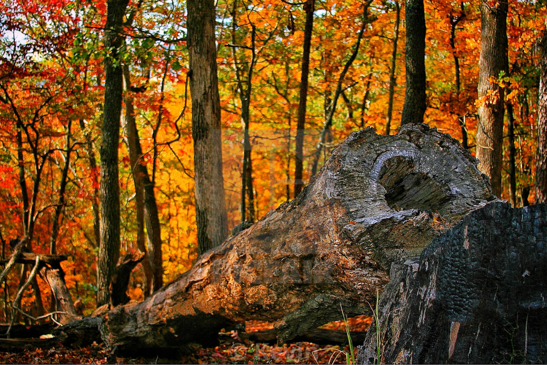 "Fallen tree" stock image