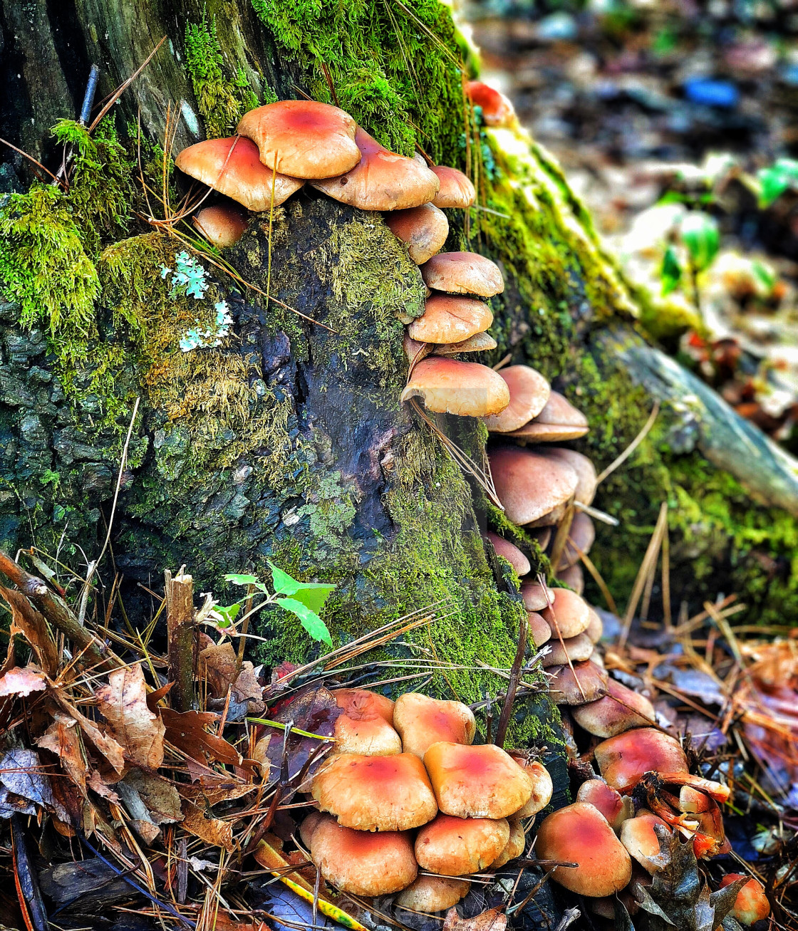 "Mushroom & Moss" stock image