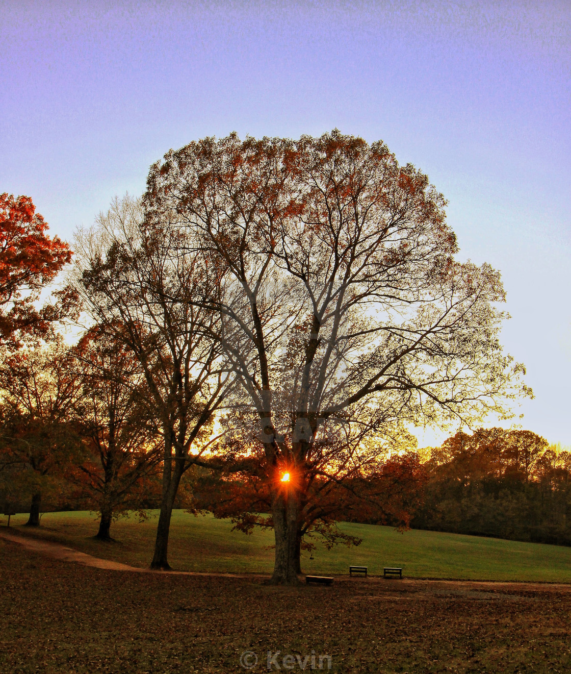 "Sunset tree" stock image